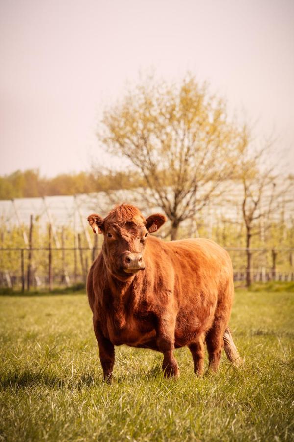 De Betze - Country Life Villa Geetbets Luaran gambar